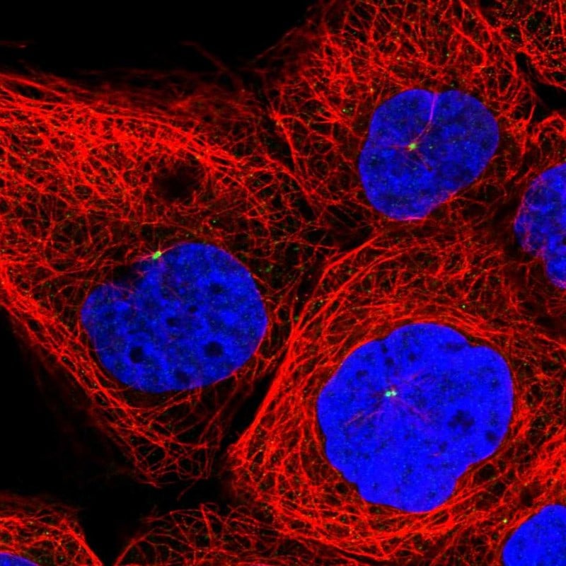 INPP4B Antibody - BSA Free Immunocytochemistry/ Immunofluorescence: INPP4B Antibody - BSA Free [NBP1-85883]