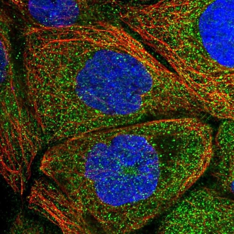 DDO Antibody - BSA Free Immunocytochemistry/ Immunofluorescence: DDO Antibody [NBP1-85884]