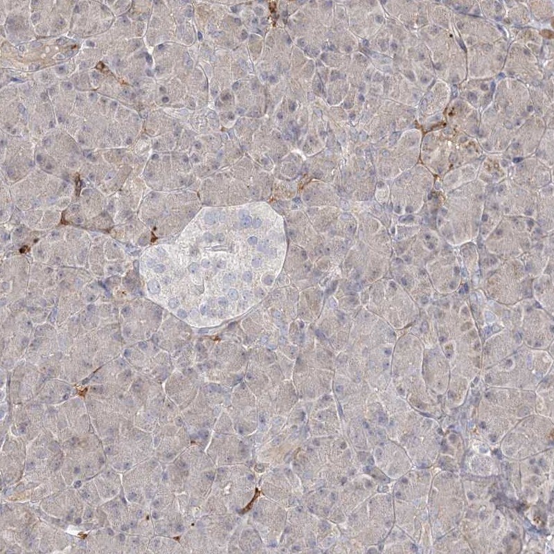 HAAO Antibody - BSA Free Immunohistochemistry-Paraffin: HAAO Antibody - BSA Free [NBP1-85892]