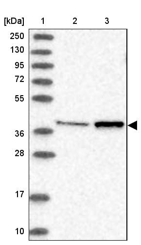 MTRF1L Antibody - BSA Free Western Blot: MTRF1L Antibody - BSA Free [NBP1-85893]