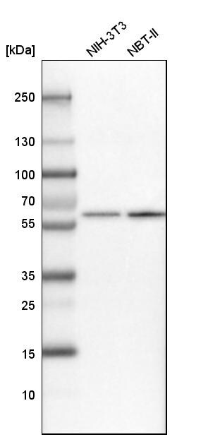 NUP54 Antibody - BSA Free Western Blot: NUP54 Antibody - BSA Free [NBP1-85899]