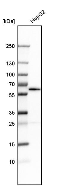 NUP54 Antibody - BSA Free Western Blot: NUP54 Antibody - BSA Free [NBP1-85899]
