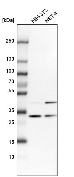CAPZB Antibody - BSA Free Western Blot: CAPZB Antibody - BSA Free [NBP1-85922]