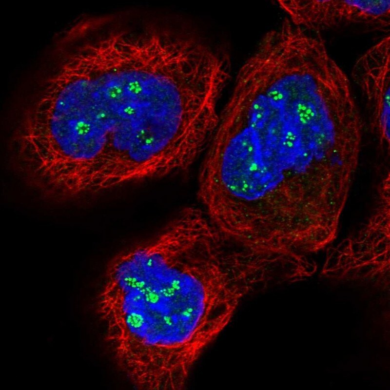 PELO Antibody - BSA Free Immunocytochemistry/ Immunofluorescence: PELO Antibody [NBP1-85923]