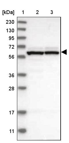 GTPBP2 Antibody - BSA Free Western Blot: GTPBP2 Antibody - BSA Free [NBP1-85924]