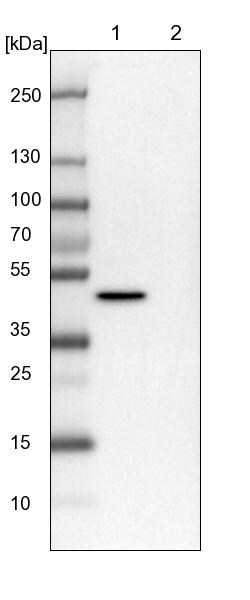 PGD Antibody - BSA Free Western Blot: PGD Antibody - BSA Free [NBP1-85925]