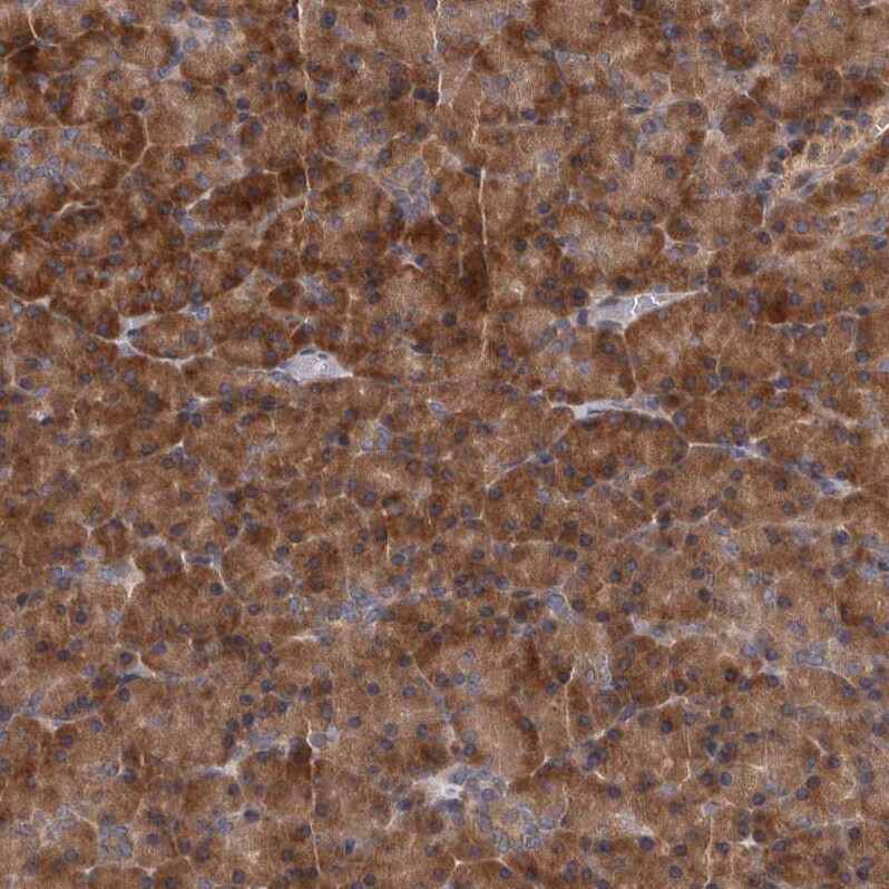 DARS Antibody - BSA Free Immunohistochemistry-Paraffin: DARS Antibody - BSA Free [NBP1-85937]