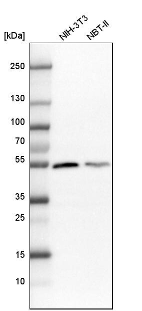 DARS Antibody - BSA Free Western Blot: DARS Antibody - BSA Free [NBP1-85938]