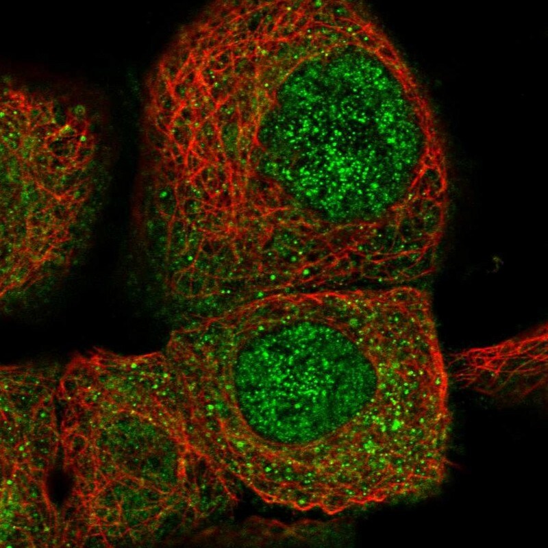 CPNE3 Antibody - BSA Free Immunocytochemistry/ Immunofluorescence: CPNE3 Antibody [NBP1-85939]