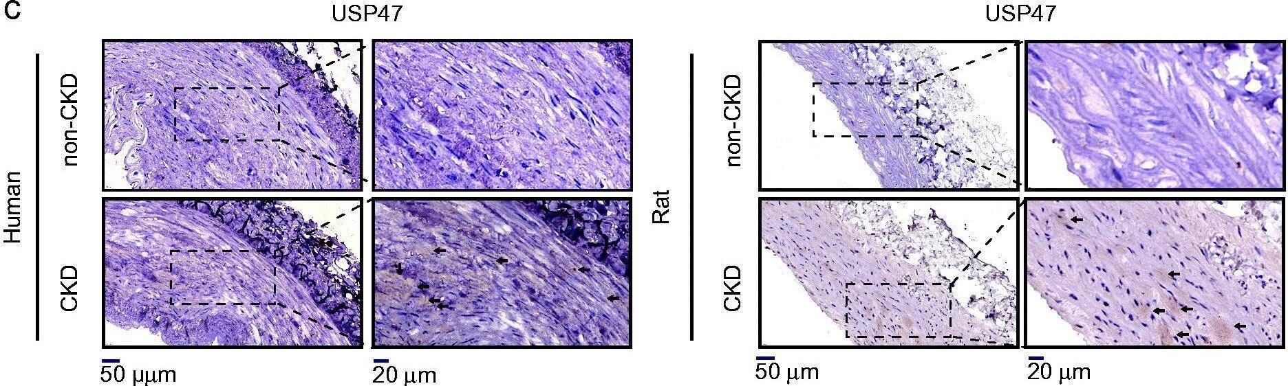 USP47 Antibody - BSA Free