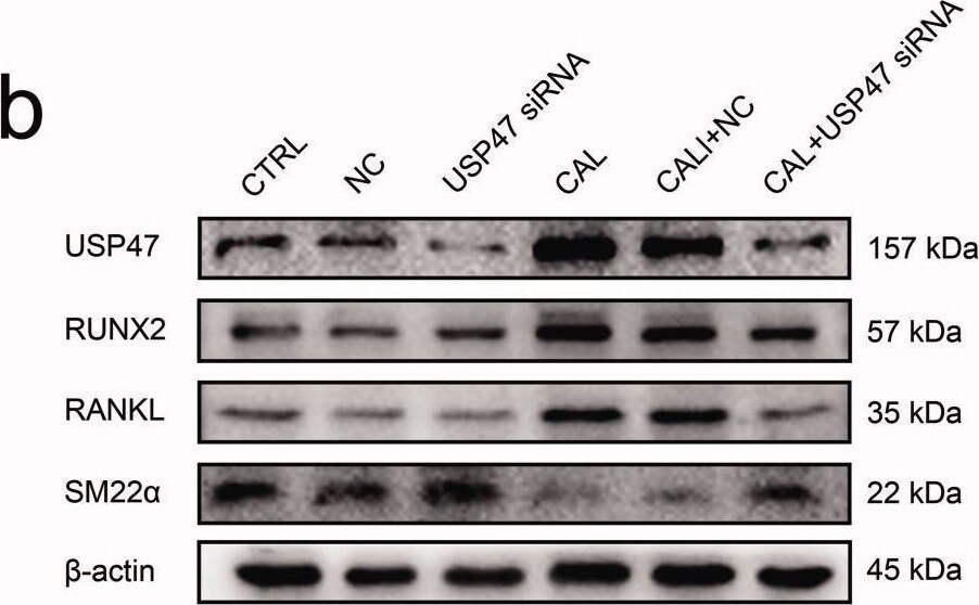USP47 Antibody - BSA Free