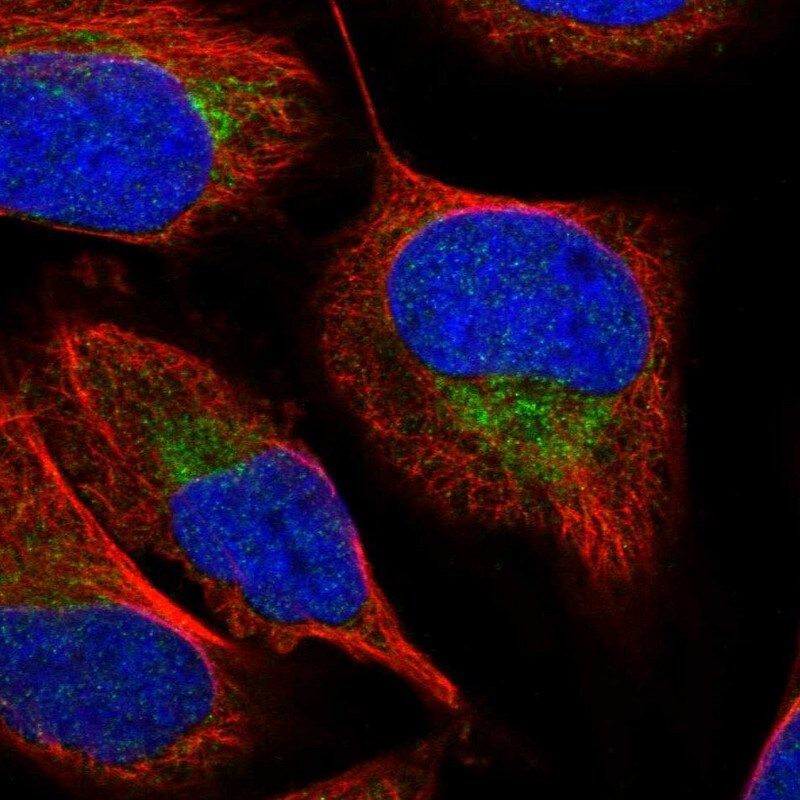 SFXN2 Antibody - BSA Free Immunocytochemistry/ Immunofluorescence: Staining of human rectum shows moderate cytoplasmic positivity in glandular cells.