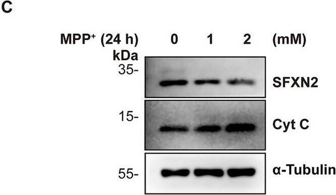 SFXN2 Antibody - BSA Free