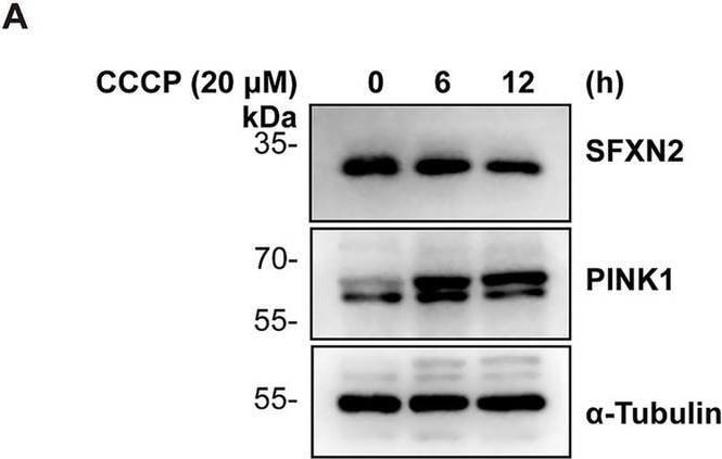 SFXN2 Antibody - BSA Free
