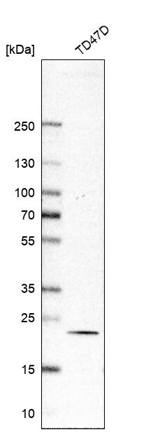 RAB18 Antibody - BSA Free Western Blot: RAB18 Antibody - BSA Free [NBP1-85966]