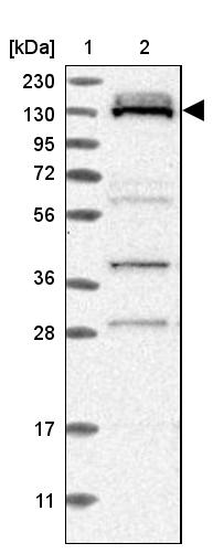 RBM12B Antibody - BSA Free Western Blot: RBM12B Antibody - BSA Free [NBP1-85981]