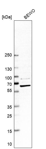 PGM1 Antibody - BSA Free Western Blot: PGM1 Antibody - BSA Free [NBP1-85982]
