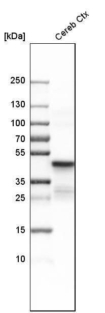 CNPase Antibody - BSA Free Western Blot: CNPase Antibody - BSA Free [NBP1-85999]