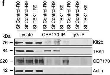 KIF2B Antibody