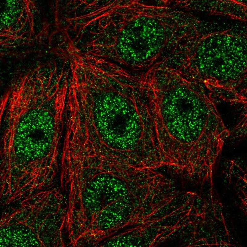 FAM117A Antibody - BSA Free Immunocytochemistry/ Immunofluorescence: FAM117A Antibody [NBP1-86007]