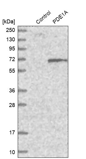 PDE1A Antibody - BSA Free Western Blot: PDE1A Antibody - BSA Free [NBP1-86009]