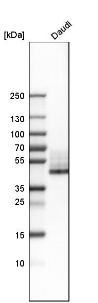CD38 Antibody - BSA Free Western Blot: CD38 Antibody - BSA Free [NBP1-86010]
