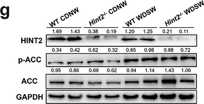 HINT2 Antibody - BSA Free