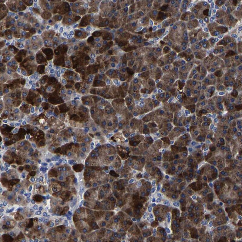 Carboxypeptidase A2/CPA2 Antibody - BSA Free Immunohistochemistry-Paraffin: Carboxypeptidase A2/CPA2 Antibody [NBP1-86028]