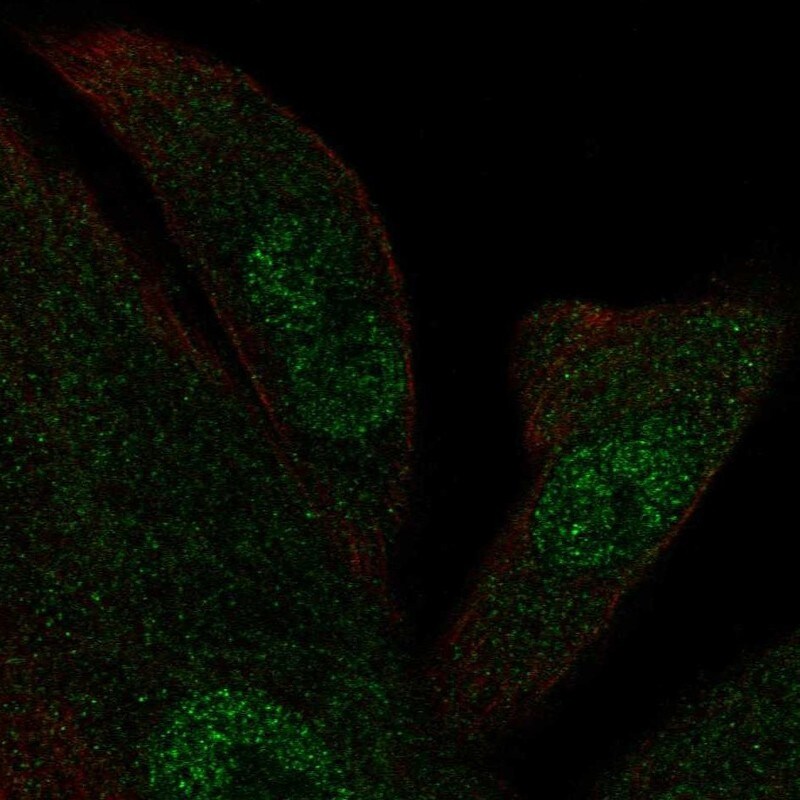 KIF12 Antibody - BSA Free Immunocytochemistry/ Immunofluorescence: KIF12 Antibody - BSA Free [NBP1-86029]