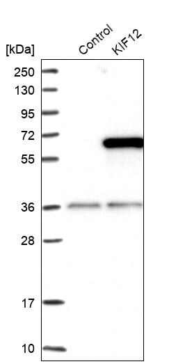 KIF12 Antibody - BSA Free Western Blot: KIF12 Antibody - BSA Free [NBP1-86029]
