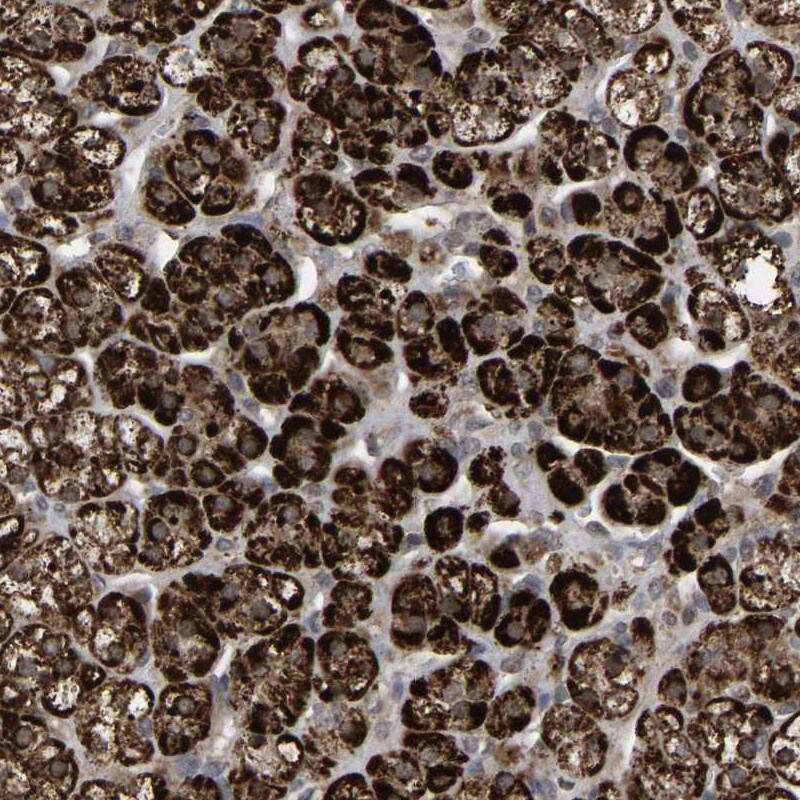 ZBED6 C-Terminal Like Antibody - BSA Free Immunohistochemistry-Paraffin: ZBED6 C-Terminal Like Antibody [NBP1-86035]