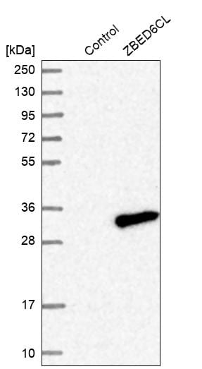 ZBED6 C-Terminal Like Antibody - BSA Free Western Blot: ZBED6 C-Terminal Like Antibody - BSA Free [NBP1-86035]