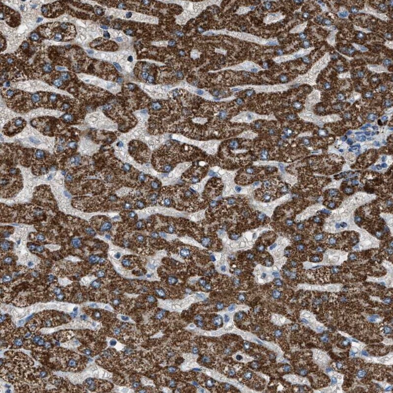 MDH2 Antibody - BSA Free Immunohistochemistry-Paraffin: MDH2 Antibody - BSA Free [NBP1-86036]