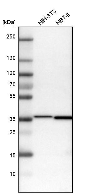 MDH2 Antibody - BSA Free Western Blot: MDH2 Antibody - BSA Free [NBP1-86036]