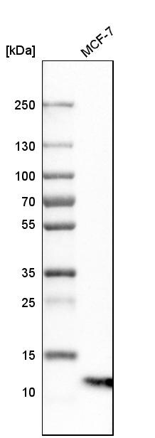 S100A13 Antibody - BSA Free Western Blot: S100A13 Antibody - BSA Free [NBP1-86039]