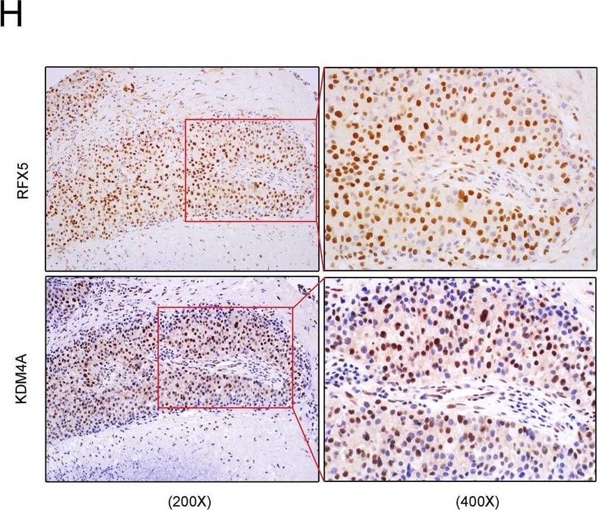 RFX5 Antibody