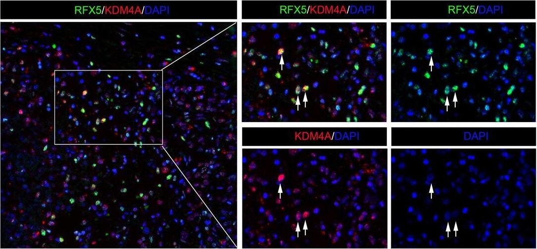 RFX5 Antibody - BSA Free