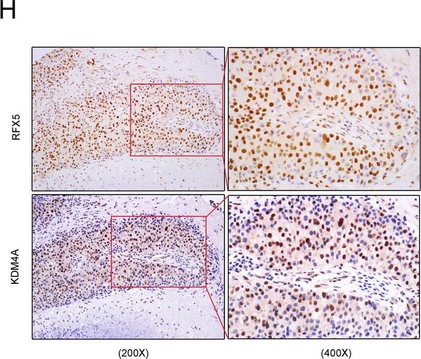 RFX5 Antibody - BSA Free