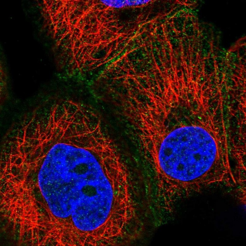 GAS2L1 Antibody Immunocytochemistry/ Immunofluorescence: GAS2L1 Antibody [NBP1-83392]
