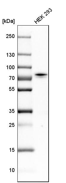 CTPS2 Antibody - BSA Free Western Blot: CTPS2 Antibody - BSA Free [NBP1-86055]