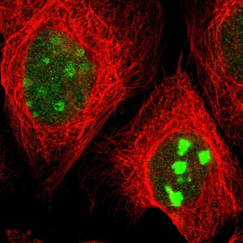 DEPDC7 Antibody - BSA Free Immunocytochemistry/ Immunofluorescence: DEPDC7 Antibody [NBP1-86068]