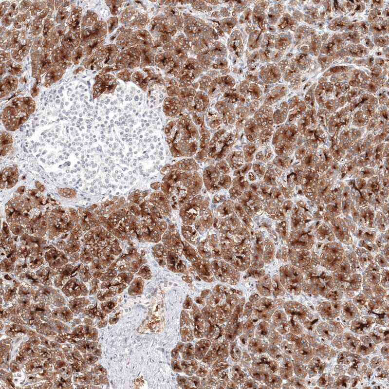 GP2 Antibody - BSA Free Immunohistochemistry-Paraffin: GP2 Antibody - BSA Free [NBP1-86070]