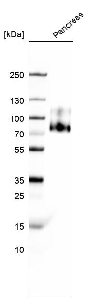 GP2 Antibody - BSA Free Western Blot: GP2 Antibody - BSA Free [NBP1-86070]