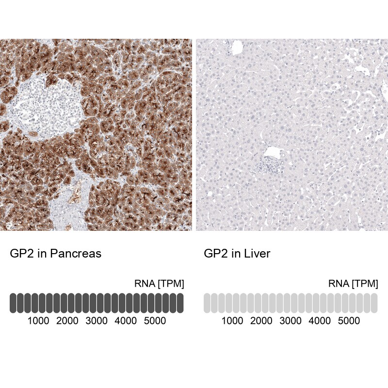 GP2 Antibody - BSA Free Immunohistochemistry-Paraffin: GP2 Antibody - BSA Free [NBP1-86070]
