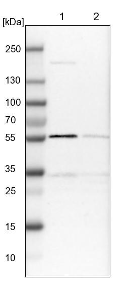PEPD Antibody - BSA Free Western Blot: PEPD Antibody - BSA Free [NBP1-86072]