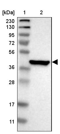 PON3 Antibody - BSA Free Western Blot: PON3 Antibody - BSA Free [NBP1-86074]