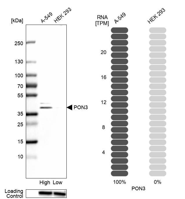 PON3 Antibody - BSA Free Western Blot: PON3 Antibody - BSA Free [NBP1-86074]