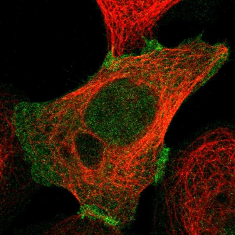 Plakophilin 2 Antibody - BSA Free Immunocytochemistry/ Immunofluorescence: Plakophilin 2 Antibody [NBP1-86078]