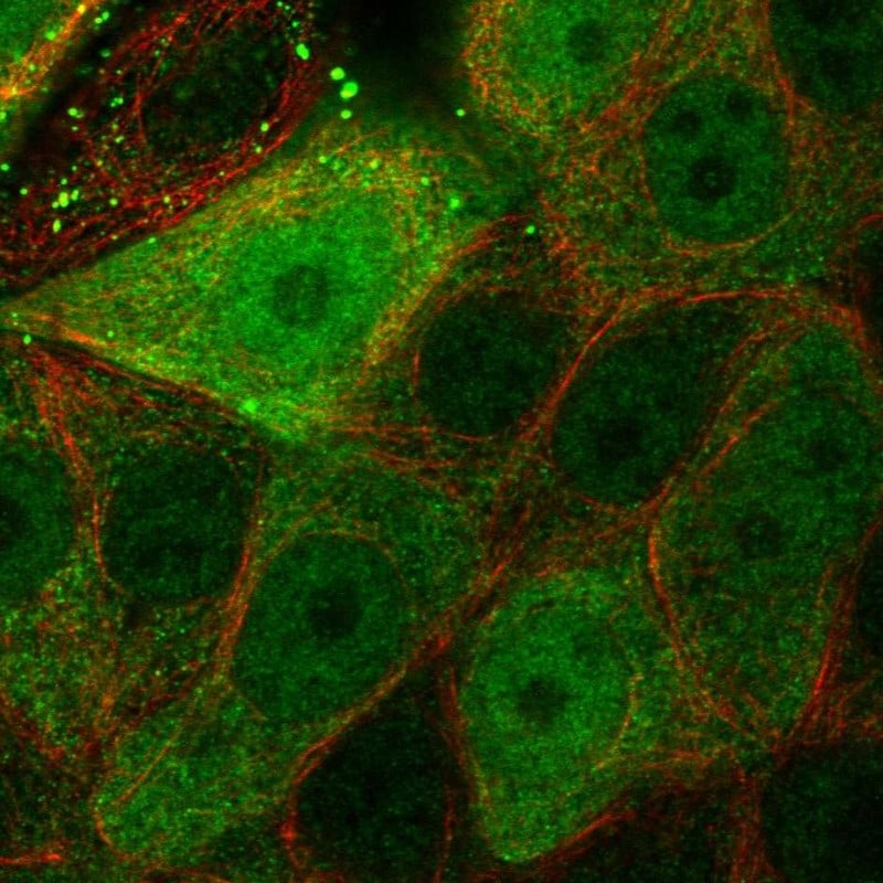 Latexin Antibody - BSA Free Immunocytochemistry/ Immunofluorescence: Latexin Antibody [NBP1-86079]