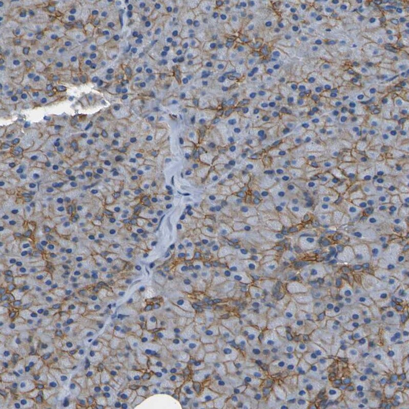 Spectrin beta 2 Antibody - BSA Free Immunohistochemistry-Paraffin: Spectrin beta 2 Antibody - BSA Free [NBP1-86088]